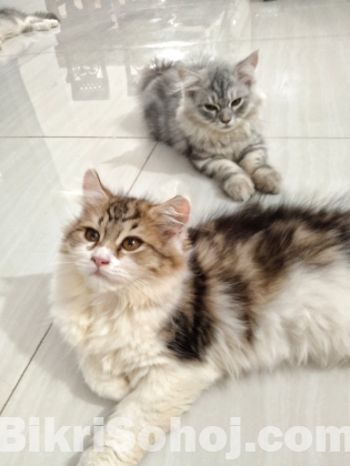 Traditional Persian Kitten (doll face) Male & Female